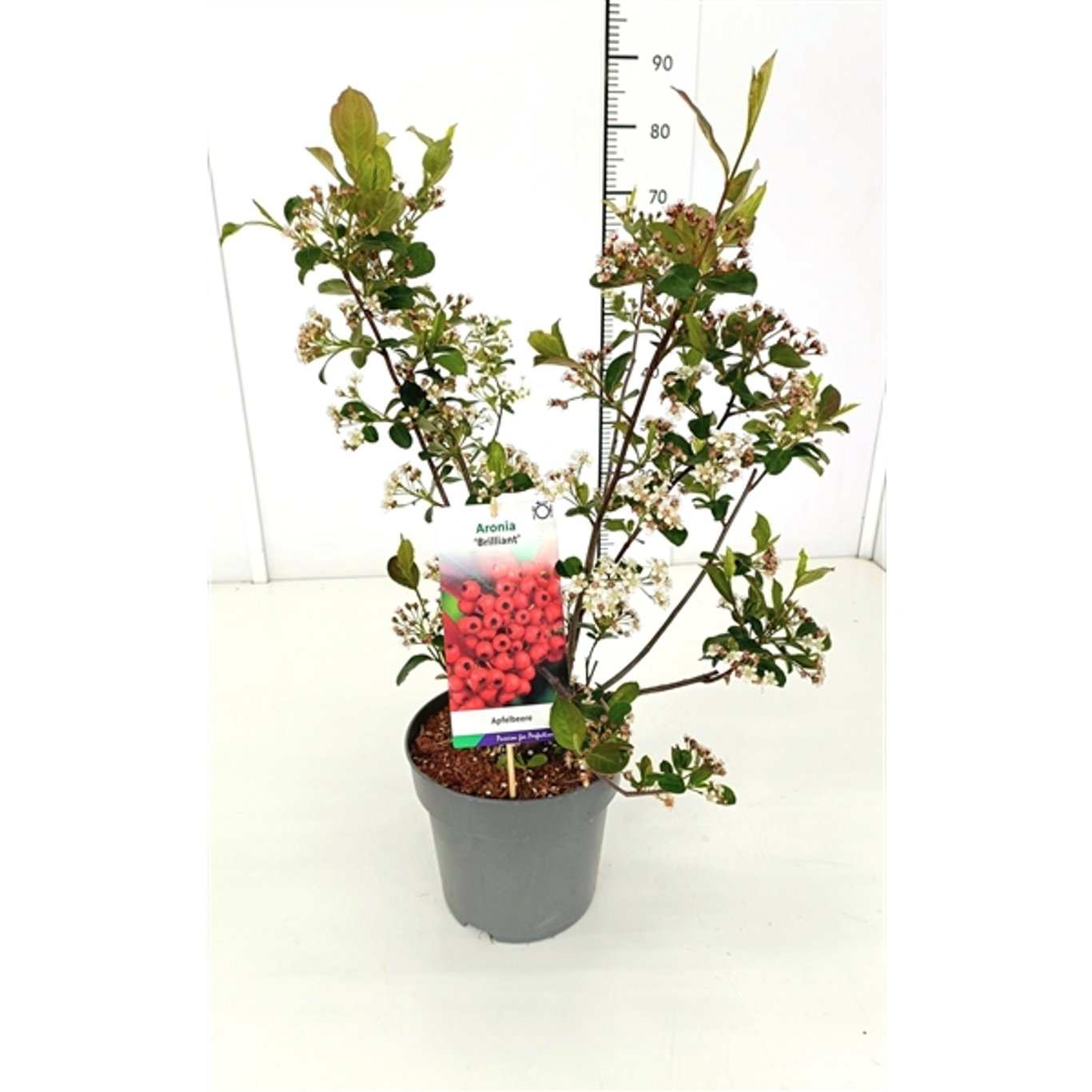 Rödbladig aroniasläktet – Aronia arbutifolia 'Brilliant' - C5 50-60 CM